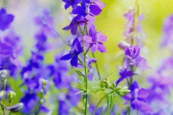 ý nghĩa hoa violet