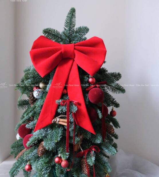 Cây thông Noel thật ghép cành từ thông Đan Mạch cao cấp 9