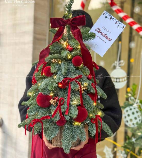 cay thong Noel Dan Mach 8